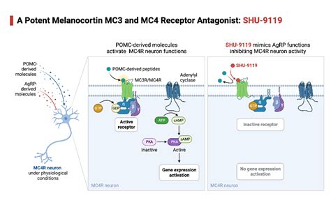 A Potent Melanocortin Mc3 And Mc4 Receptor Antagonist Shu 9119 Biorender Science Templates