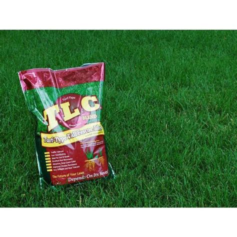 Lesco Tall Fescue All Pro Transition Blend Grass Seed 25 Lbs Seed