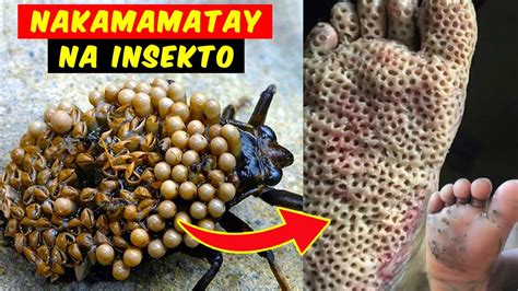 Delikado At Nakamamatay Na Insekto Sa Buong Mundo Youtube