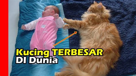 Penasaran ras kucing apa yang paling mahal di dunia? Inilah 10 Ras Kucing yang paling besar di Dunia, Ada yang ...