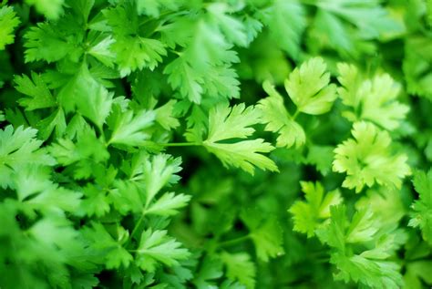Parsley Description Uses And Facts Britannica
