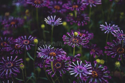 Beautiful Closeup Shot Of Purple Daisies In A Green Field Stock Photo
