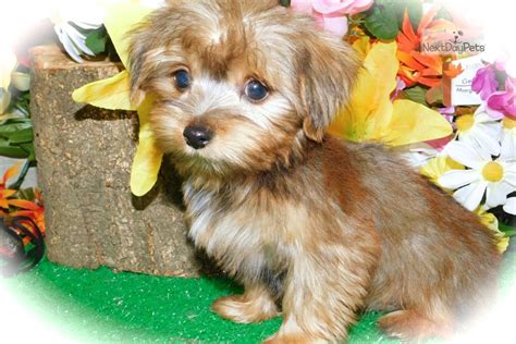 Tiny Benji Yorkiepoo Yorkie Poo Puppy For Sale Near Chicago