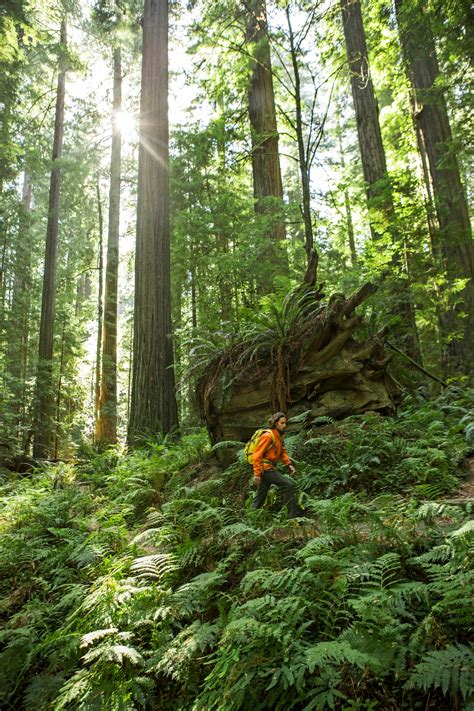 A Nature Lover's Guide to Redwood National Park Camping | Condé Nast
