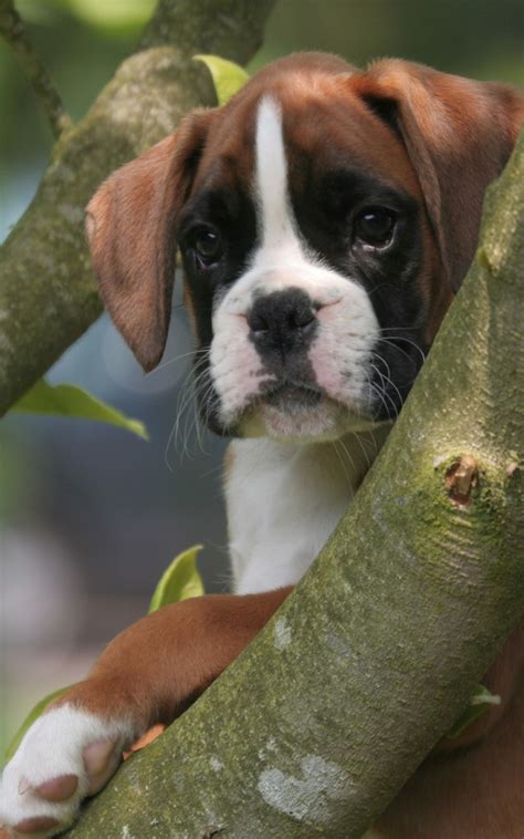 Free Download Lovely Boxer Puppies Wallpaper High Definition High