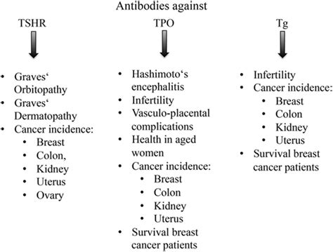 Frontiers Thyroid Autoimmunity Role Of Anti Thyroid Antibodies In