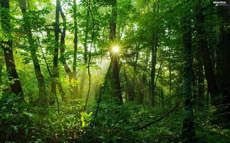 Rays Of The Sun Green Forest Beautiful Views Wallpapers 1920x1200