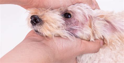 What Is Dry Flaky Skin On A Dog