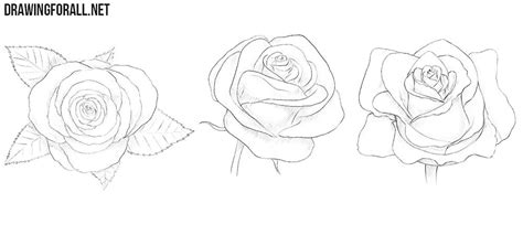 Rose is a flowering plant and its scientific name is rosa. How to Draw a Rose for Beginners