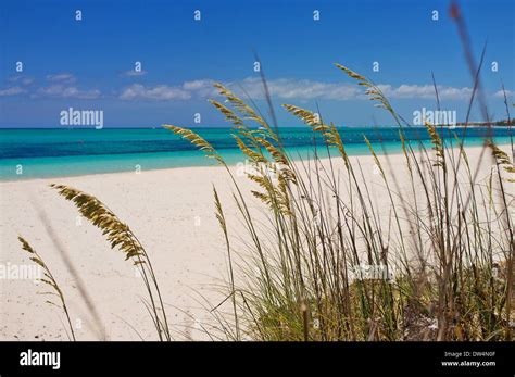 Seagrass On Grace Bay Beach Providenciales Turks And Caicos Islands