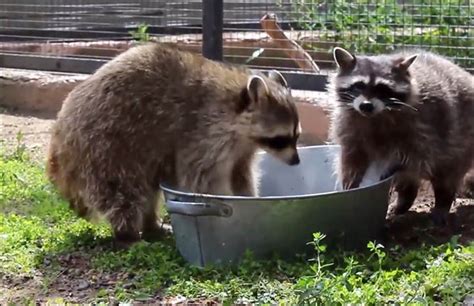 Raccoon Food Washing Food Ideas