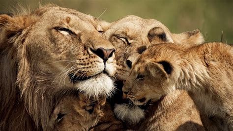 Lion And Lioness Photo
