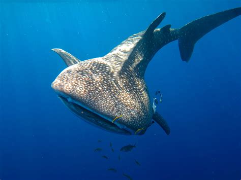 Cara Menggambar Ikan Hiu Paus - Mengggambar dan Mewarnai 💕💕