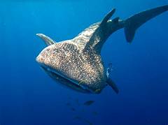 Menggambar Ikan Paus