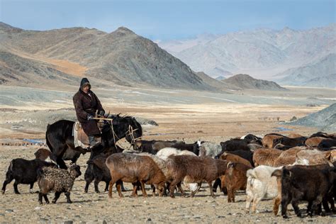 Goat Herder Claire Thomas Photography