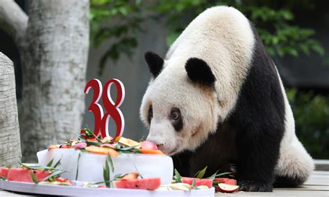 Xinxing El Panda Más Longevo Del Mundo Celebró Su Cumpleaños Número