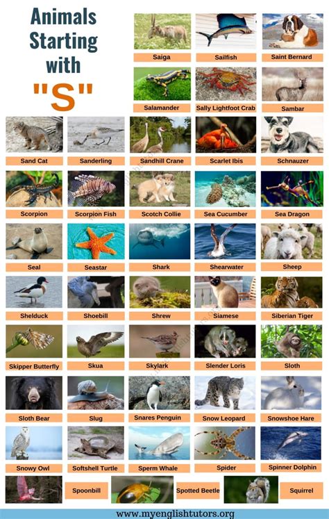 Animals that Start with S | A Huge List of 1000+ Animals Starting with