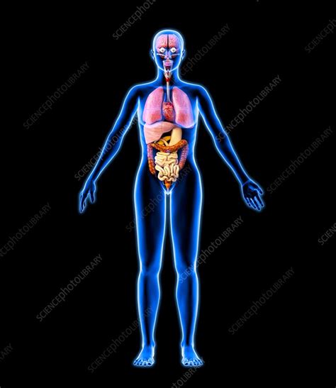 Choose from 500 different sets of flashcards about female internal organs on quizlet. Female internal organs, artwork - Stock Image - C001/4725 - Science Photo Library
