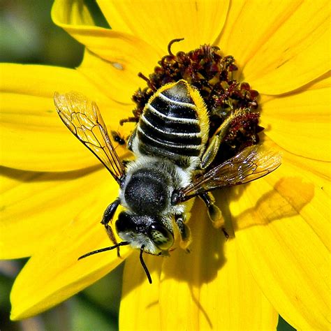 Native Bees Of Sydneys Northern Beaches — Permaculture Northern Beaches