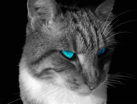 3840x2160px 4k Free Download Turquoise Eyes Of A Cat Turquoise Eye