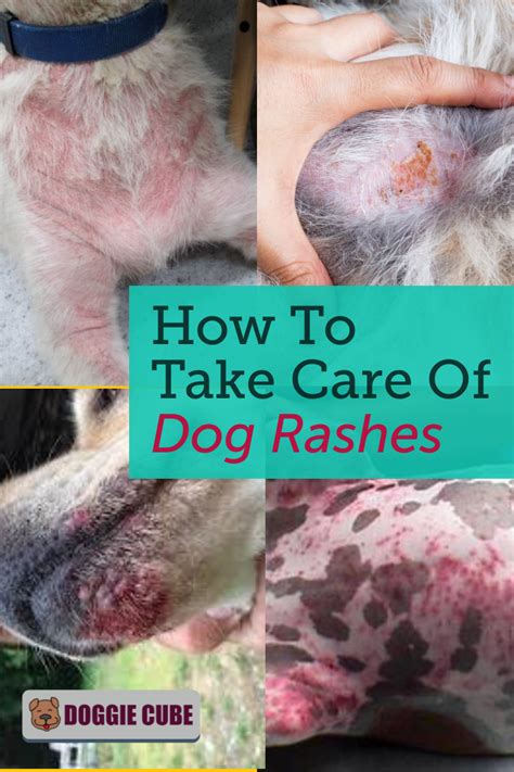How To Take Care Of Dog Rashes Doggie Cube Dog Rash Rash On Dogs