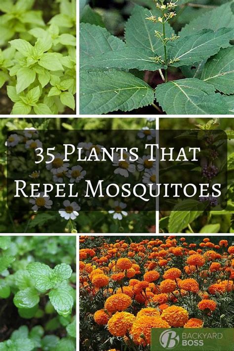 Mosquitoes are a serious nuisance; 35 Plants That Repel Mosquitoes