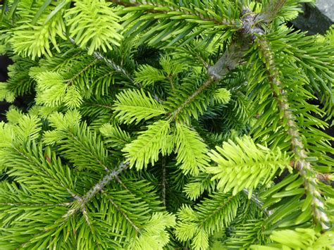 10 Fast Growing Evergreen Trees For Privacy ~ Garden Down