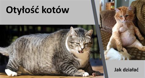 Odchudzanie kota. Koty otyłe zagrożenia koty z nadwagą i koty otyłe ...