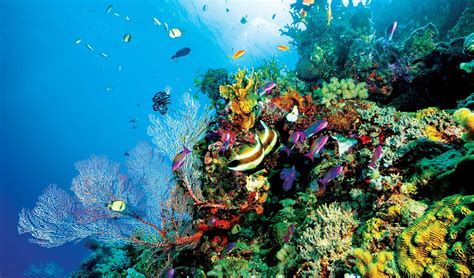 Saving The Great Barrier Reef Business Destinations Make Travel