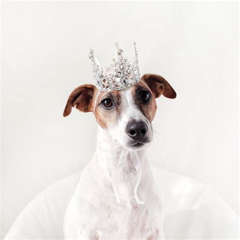 Silver Tiara Crown For Cat Dog Queen Princess Hat Wedding Etsy Uk