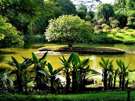 Peradeniya Royal Botanical Gardens Is One Of The Largest Botanical