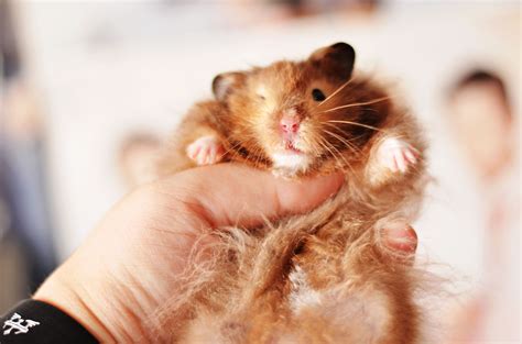 cuddling with beau the cute syrian hamster sable long haired photography by christine black