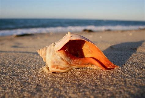 Nantucket Sunset Conch Or Whelk Shell By Chris Seufert Via Flickr