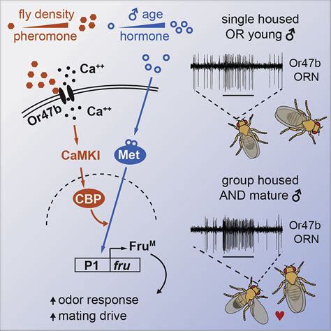 Social Context Enhances Hormonal Modulation Of Pheromone Detection In Drosophila Current Biology