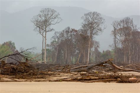 Devastating Laos Dam Collapse Leads To Deforestation Of Protected Forests