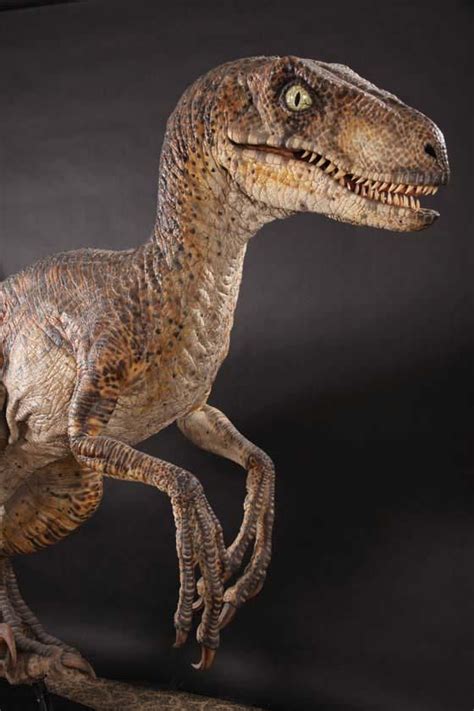 Full Scale Velociraptor Maquette From Jurassic Park Velociraptor Jurassic Park Dinosaur