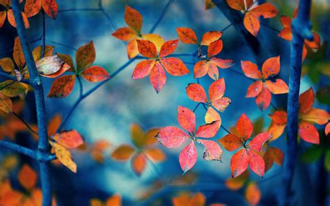 Download Autumn Orange Leaves Hd Wallpaper By Jamiebriggs Fall