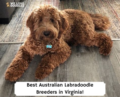 7 Best Australian Labradoodle Breeders In Virginia 2024 We Love