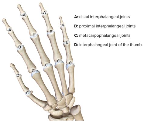 Hand Anatomy Concise Medical Knowledge