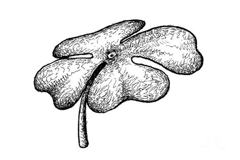 And Drawn Of Four Leaf Clovers On White Background Drawing By Iam Nee Pixels