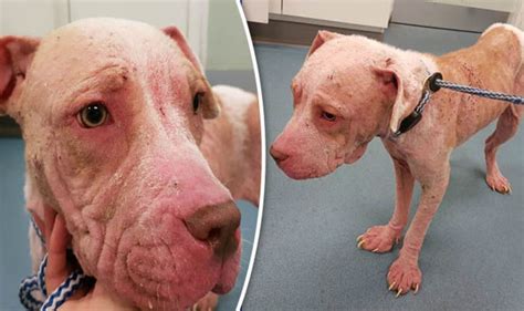 Rspca Hunt For Dog Owner Whose Pet Looks As If It Has Sunburn Nature