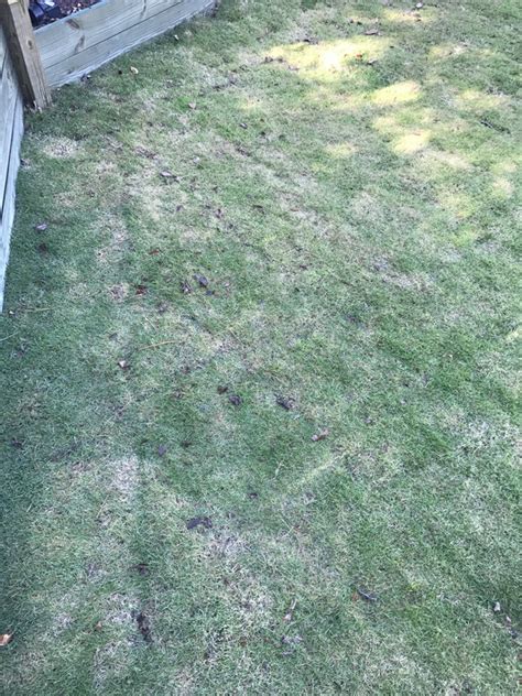 Zeon Zoysia Thin And Brown Areas Lawn Care Forum
