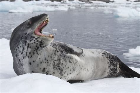 Top 5 Must See Wildlife In Antarctica Condé Nast Johansens