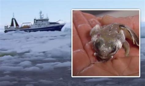 Antarctica Breakthrough Bizarre Creatures ‘like Nothing Seen Before