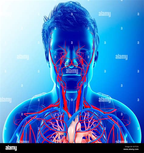 Human Vascular System Illustration Stock Photo Alamy