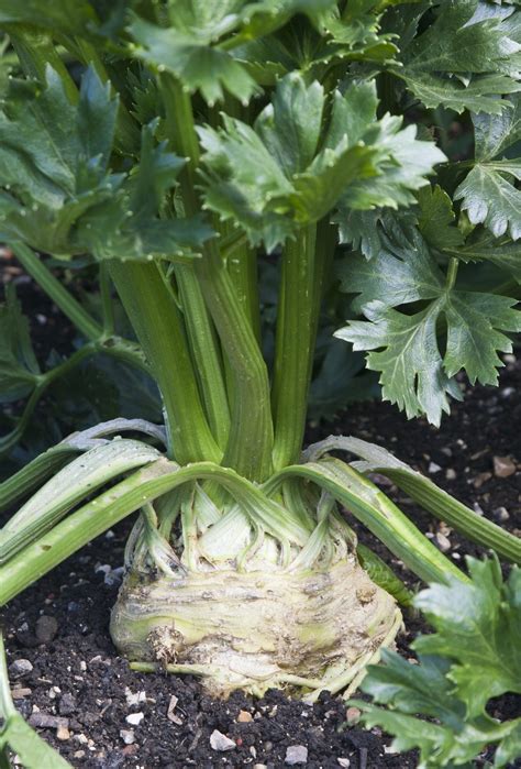Different Types Of Celery Learn About Celery Plant Varieties