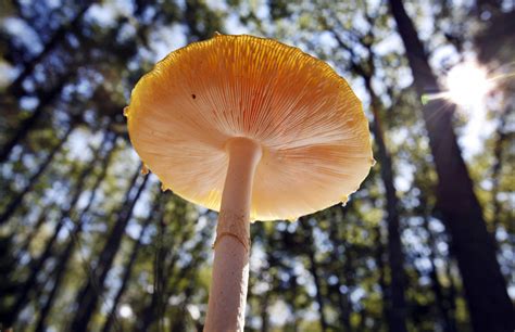 Lowly In Stature, Fungi Play A Big Role In Regulating The Climate | WBUR News