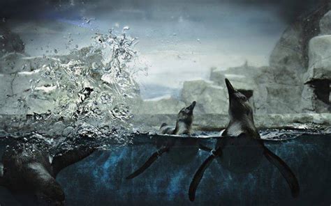 Animals Nature Underwater Penguins Wallpapers Hd