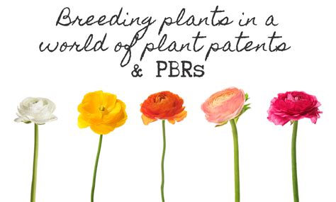 Breeding Plants In A World Of Plant Patents And Pbrs Thyme In A Bottle