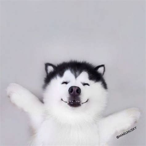 Marus Adorable Smile Makes Him The Happiest Husky On The